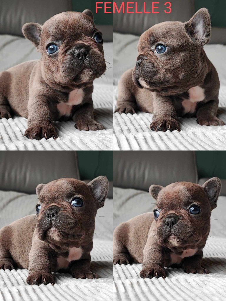 du Domaine de Ferôge - Chiot disponible  - Bouledogue français