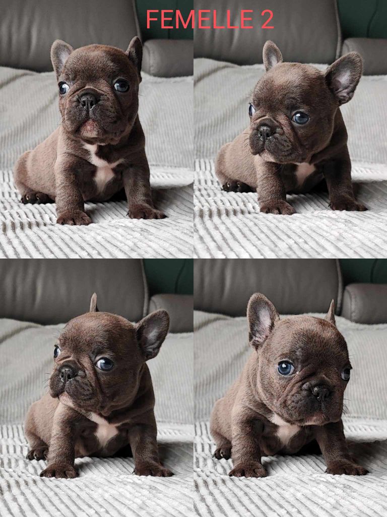 du Domaine de Ferôge - Chiot disponible  - Bouledogue français